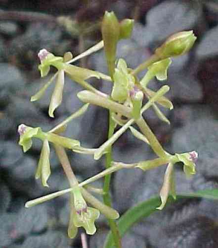 Epidendrum conopseum